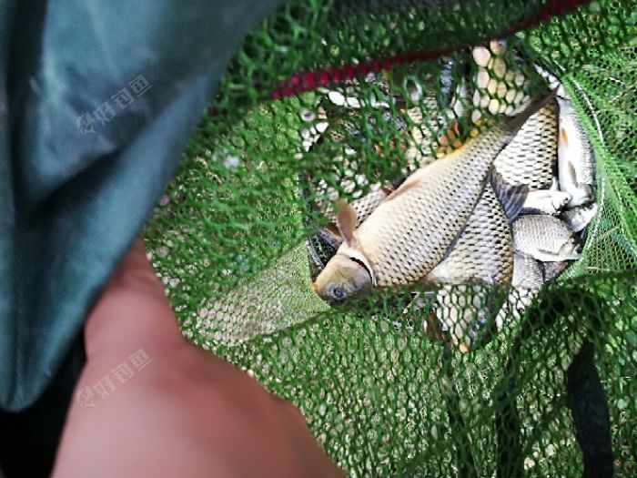 自制鯽魚魚餌秘方_自制秘方鯽魚魚餌視頻_自制秘方鯽魚魚餌怎么做