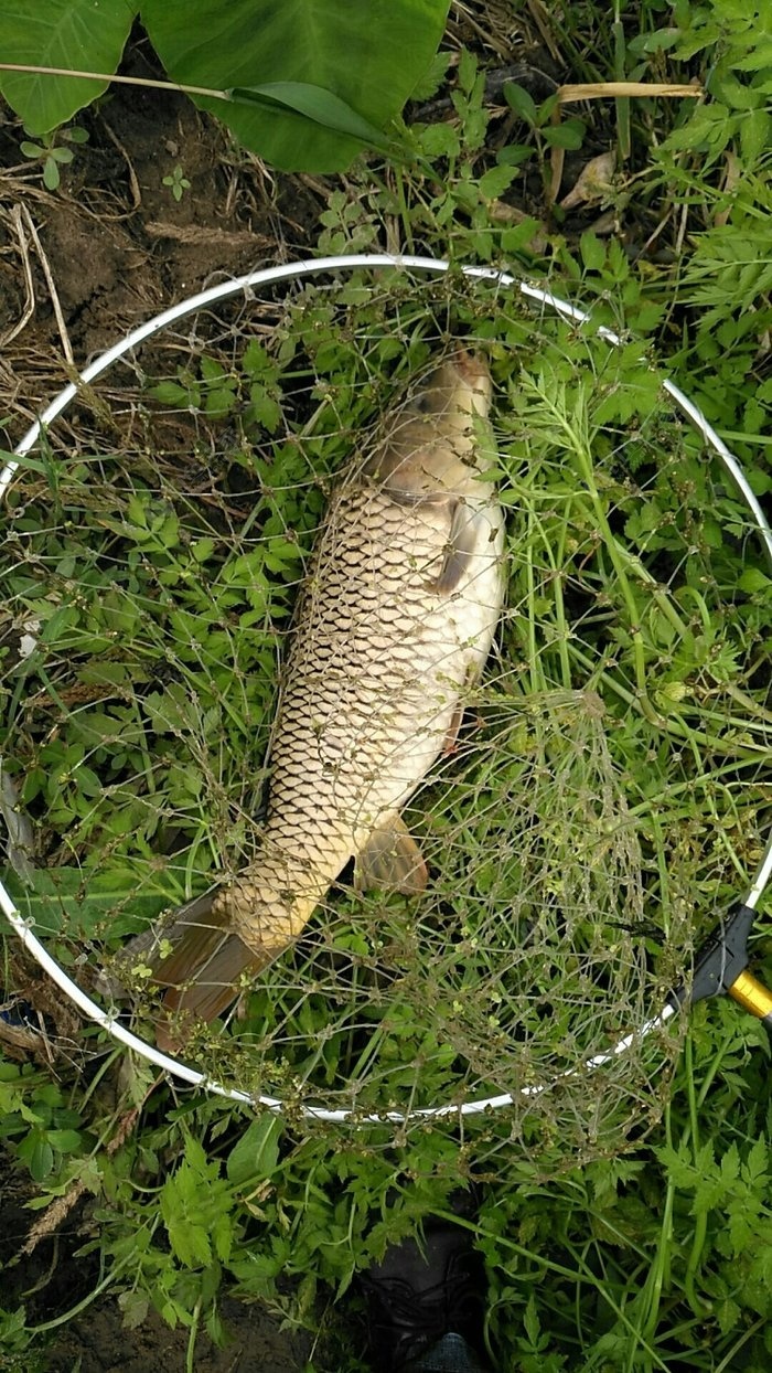 自制鯽魚魚餌秘方_自制秘方鯽魚魚餌怎么做_自制秘方鯽魚魚餌視頻