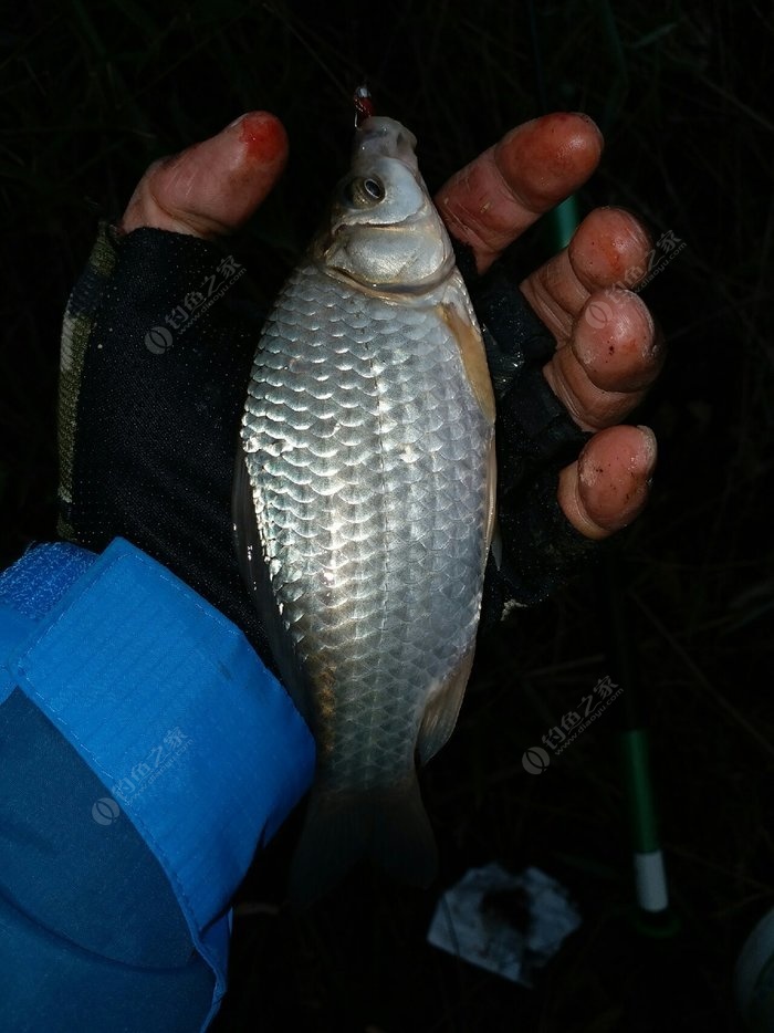 釣鯽魚技巧口訣圖解_釣鯽魚技巧口訣_用蚯蚓釣鯽魚技巧口訣
