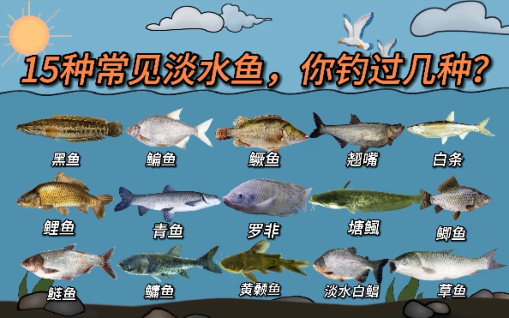 黑耳齋魚_三耳魚的黑魚世界2022_三耳魚的黑魚世界2021