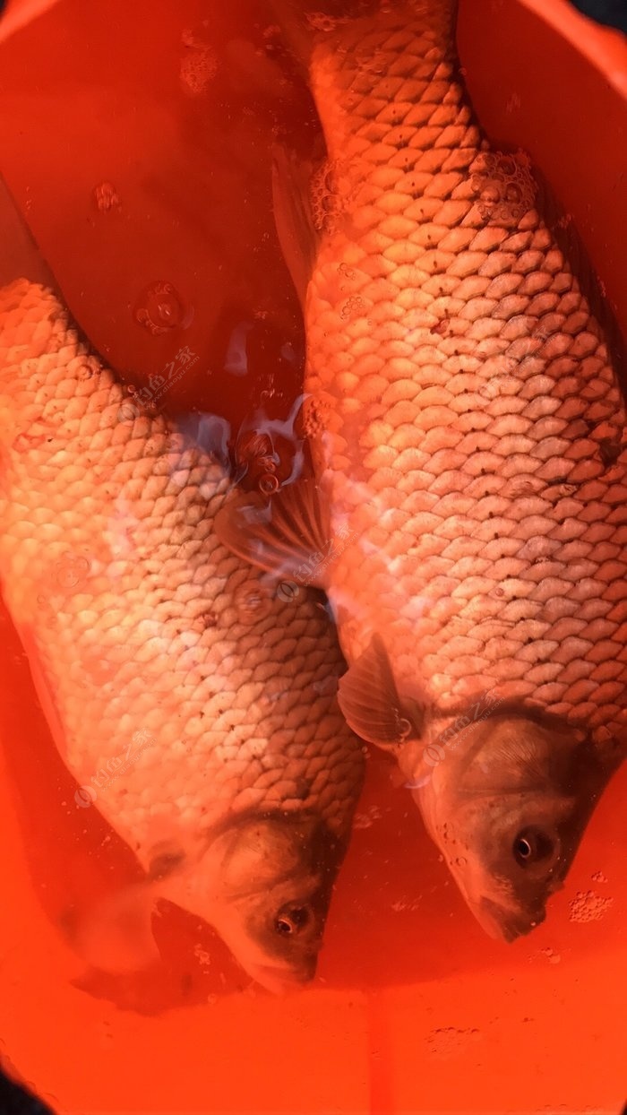 自制鯽魚餌料視頻教程_自制秘方鯽魚魚餌怎么做_自制鯽魚魚餌秘方