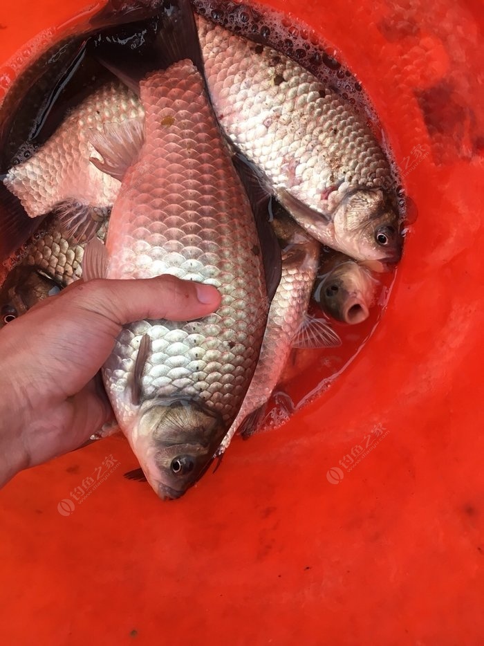 自制秘方鯽魚魚餌怎么做_自制鯽魚餌料視頻教程_自制鯽魚魚餌秘方
