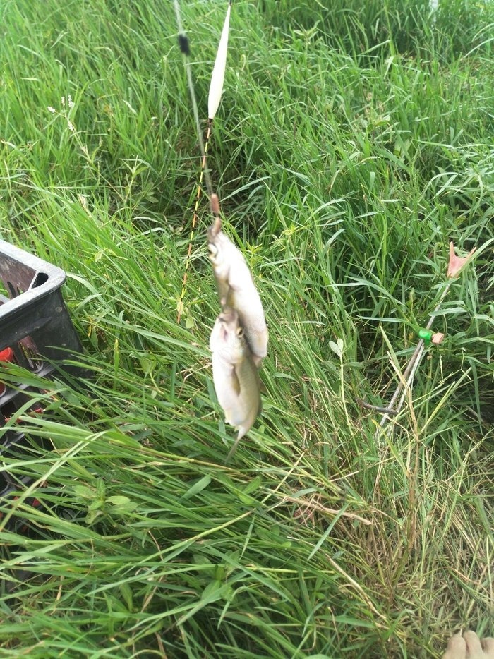 釣黃辣丁最好的秘方_釣黃辣丁用什么鉤_釣黃辣丁小藥制作