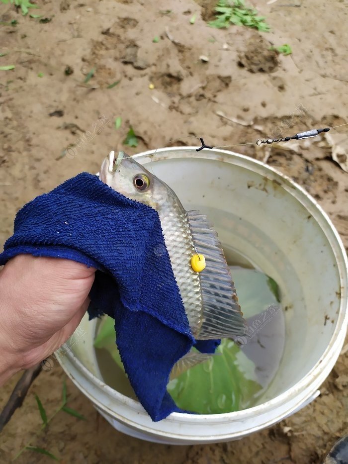 新手海釣線組教學視頻_海釣魚餌線組_海釣線組圖解視頻教程