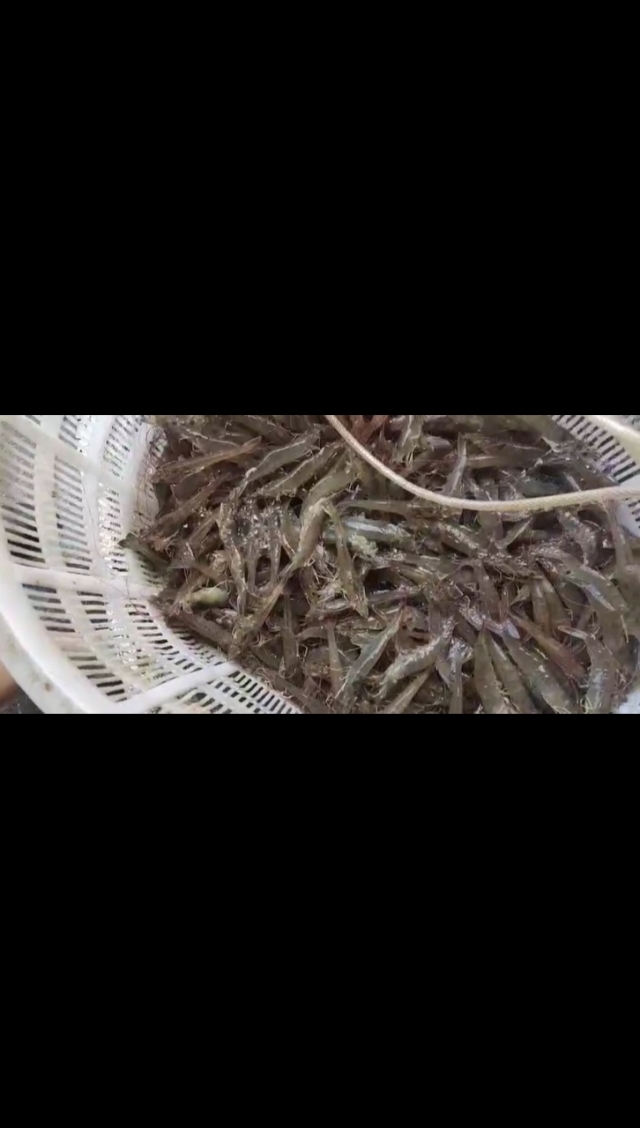 海釣魚餌批發_海釣魚餌專賣_海釣魚餌料
