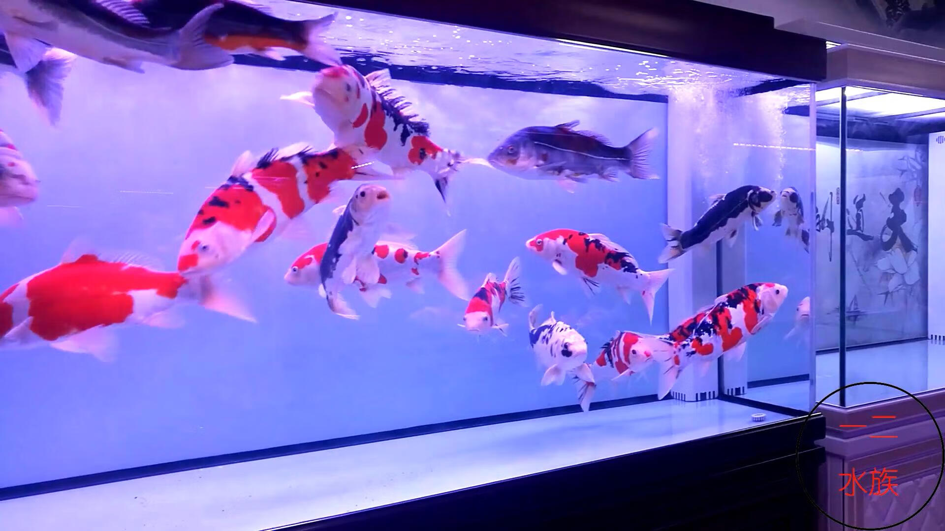 家中養魚6大風水禁忌_家中養風水魚的講究_家中養魚大風水禁忌