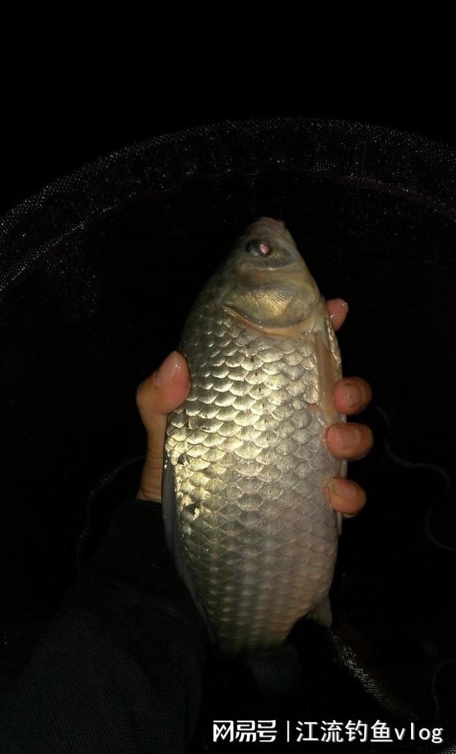 夜釣鯽魚怎么打窩_夜釣鯽魚技巧_釣鯽魚夜釣