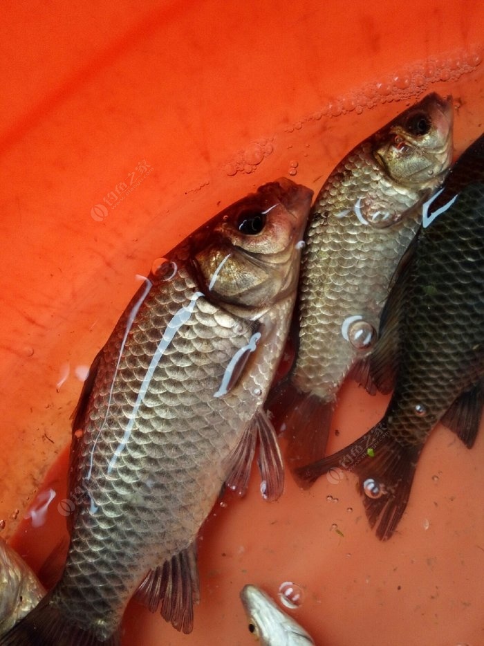鯽魚餌料野釣用幾號鉤_鯽魚餌料野釣用什么鉤_野釣鯽魚用什么餌料