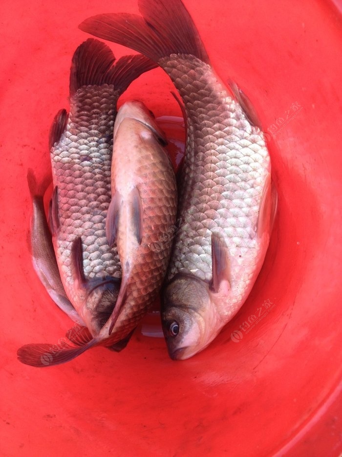 夜釣鯽魚怎么打窩_釣鯽魚夜釣最佳時間_夜釣鯽魚技巧