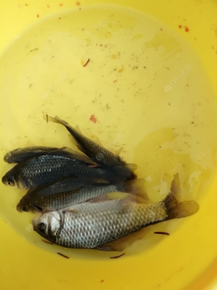 釣配方鯽魚餌料初秋可以用嗎_釣配方鯽魚餌料初秋能用嗎_初秋釣鯽魚餌料配方