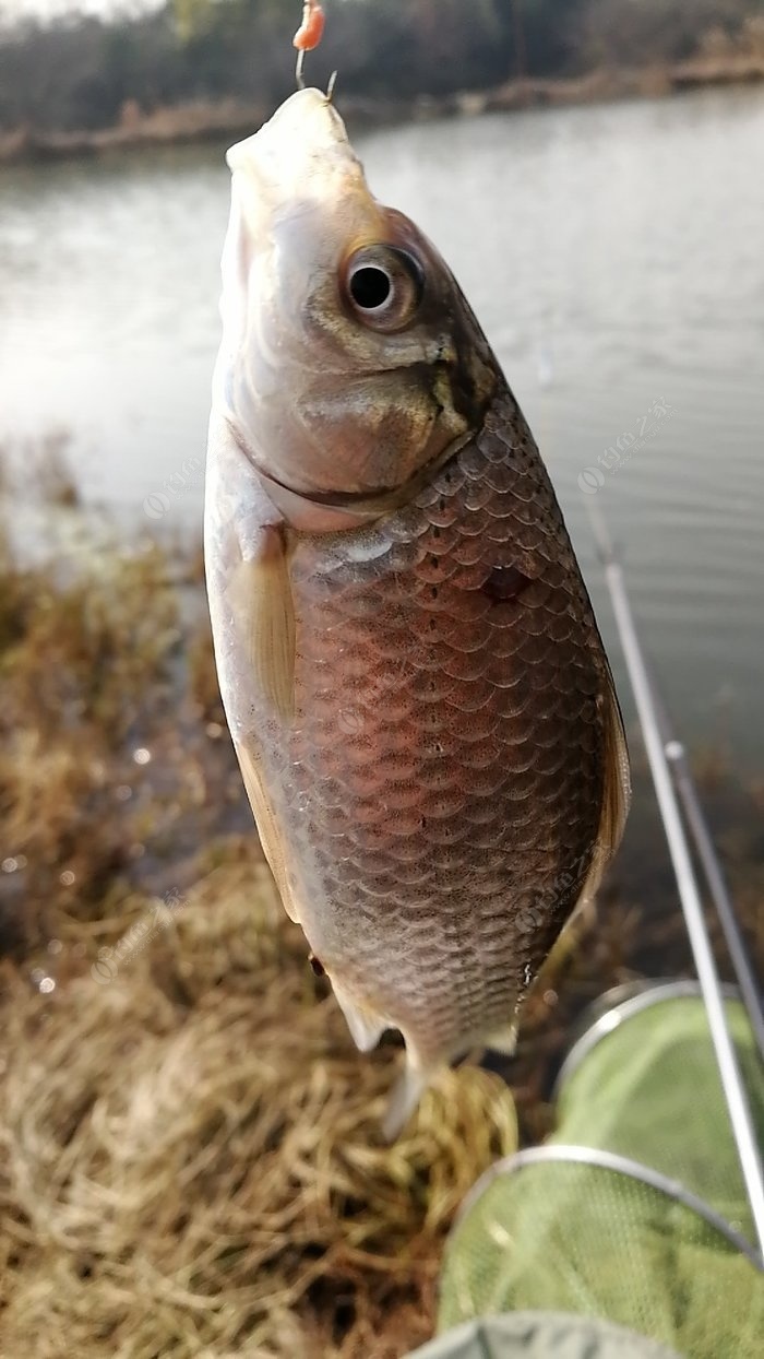 河溝里釣鯽魚用什么餌料_自然河溝里怎樣釣鯽魚_釣鯽魚自然河溝里有魚嗎