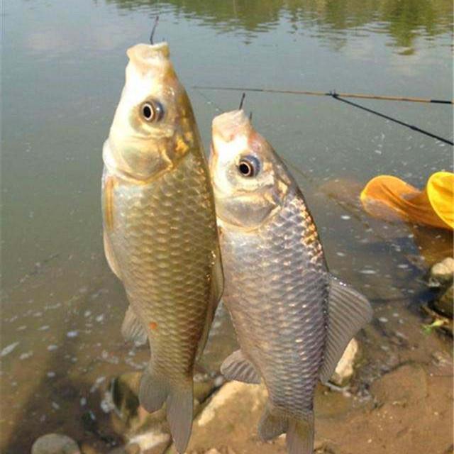 釣鯽魚自然河溝里有魚嗎_自然河溝里怎樣釣鯽魚_河溝里釣鯽魚用什么餌料