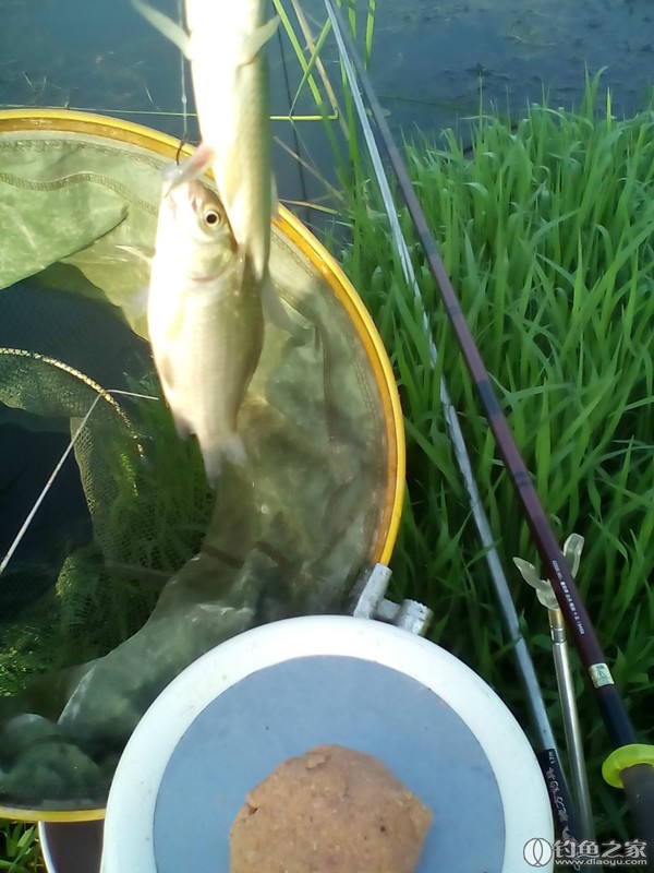 吃羅非魚好不好_食物吃羅非魚好嗎_羅非魚吃什么食物