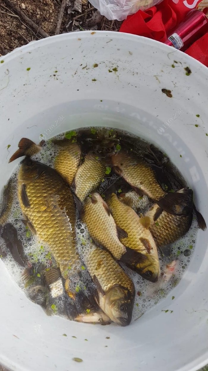 釣鯽魚用幾號線和幾號鉤最合適_幾號鉤釣鯽魚和鯉魚通用_幾號魚鉤適合釣鯽魚