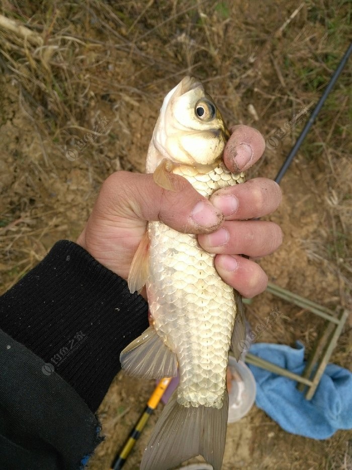 幾號魚鉤適合釣鯽魚_釣鯽魚用幾號線和幾號鉤最合適_幾號鉤釣鯽魚和鯉魚通用