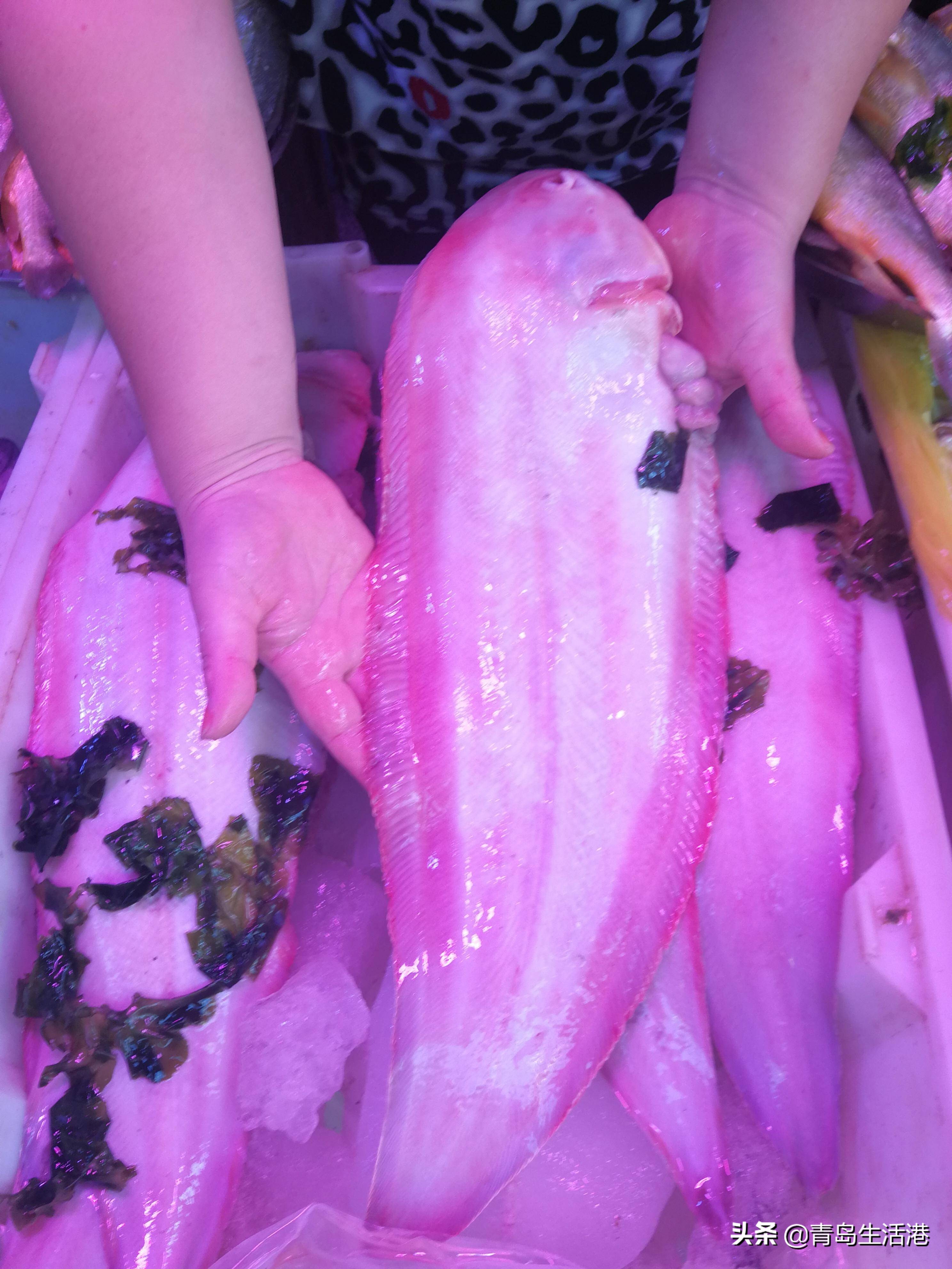 兩左右的云南盤鮈魚_云南盤鮈魚_云南盤鮨魚圖片