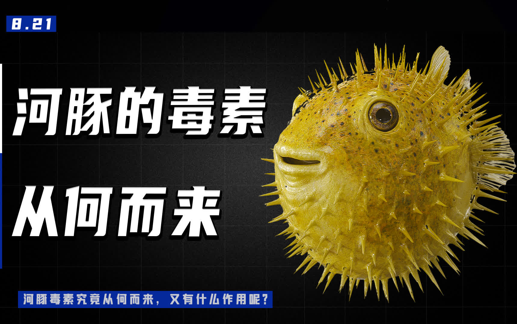 河豚的毒_河豚毒是劇毒嗎_河豚哪里有毒