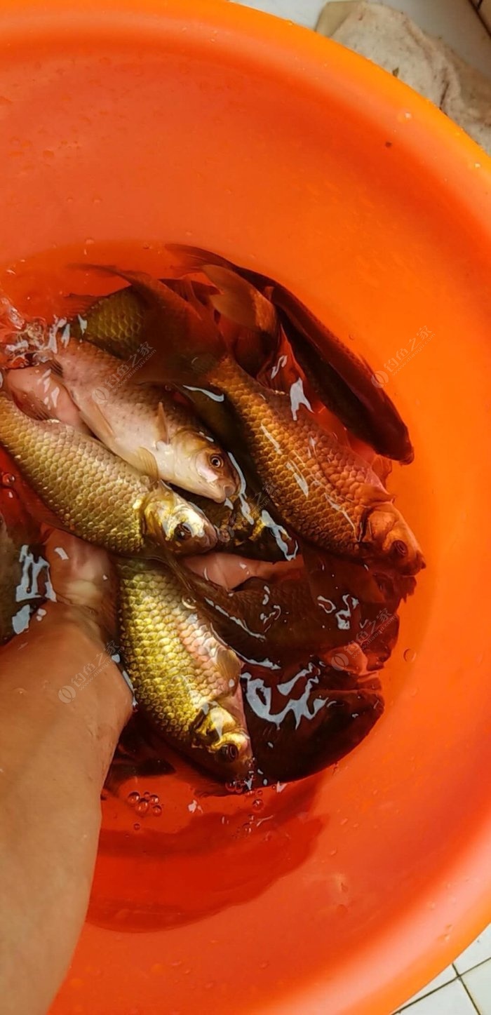 釣鯽魚技巧口訣視頻_早春釣鯽魚技巧口訣_釣鯽魚技巧口訣