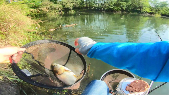 化紹新釣魚視頻野釣直播視頻_現場釣魚視頻直播_釣魚視頻野釣直播視頻實戰