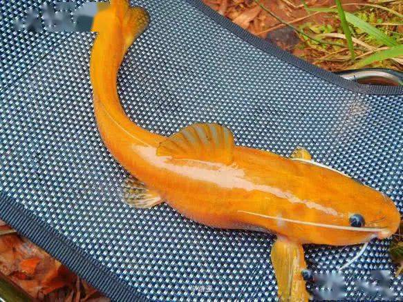 釣鯽魚用那種漂好使_釣鯽魚用什么漂最好_野釣鯽魚用漂