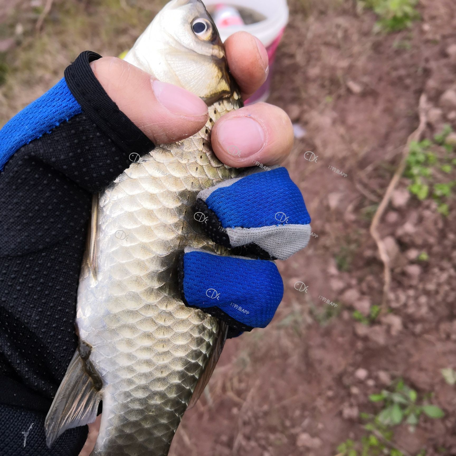 釣水庫合適鯽魚深水還是淺水_水庫釣鯽魚釣多深水合適_水庫釣鯽魚水深選擇