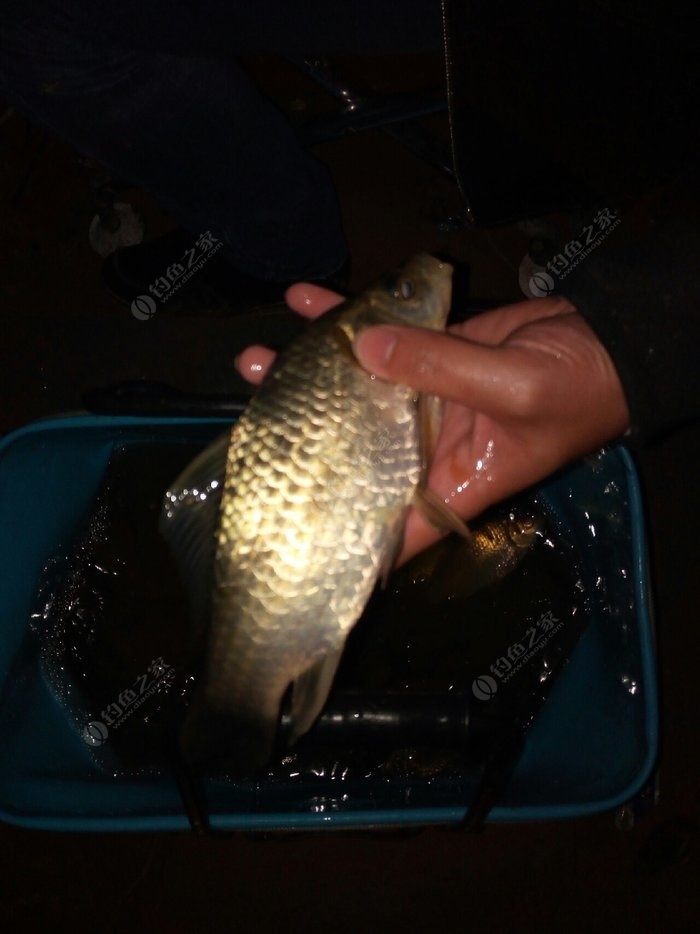 水庫釣鯽魚多深水為好_釣水庫合適鯽魚深水嗎_水庫釣鯽魚釣多深水合適