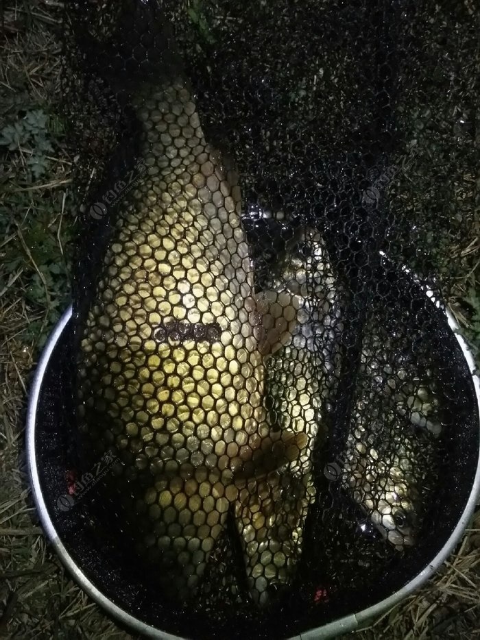 水庫釣鯽魚釣多深水合適_水庫釣鯽魚多深水為好_釣水庫合適鯽魚深水嗎