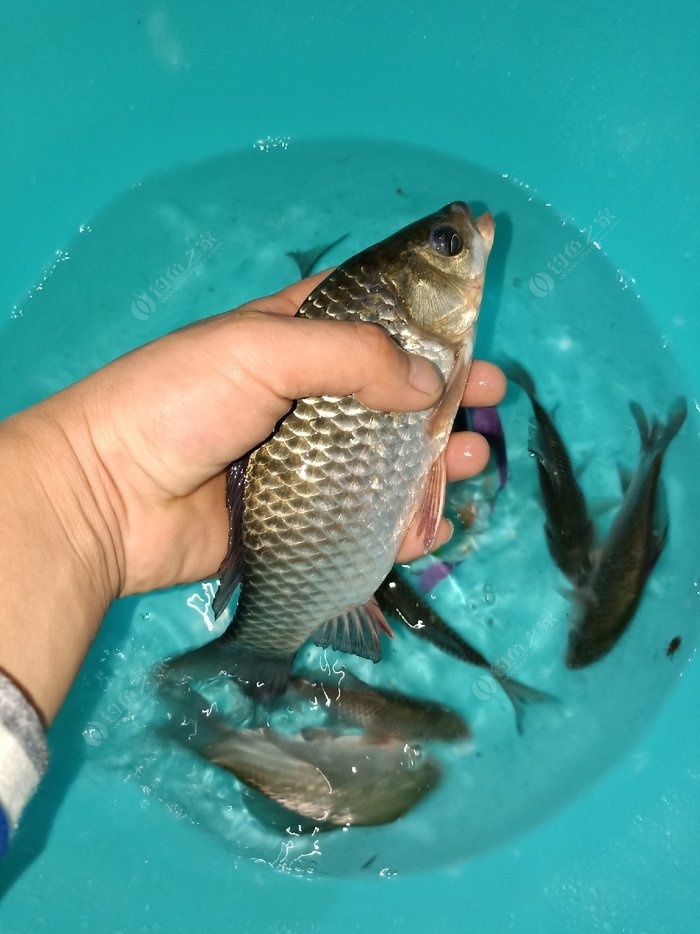 釣鯽魚打窩用小米好還是大米好_釣鯽魚用什么打窩_釣鯽魚打窩用什么