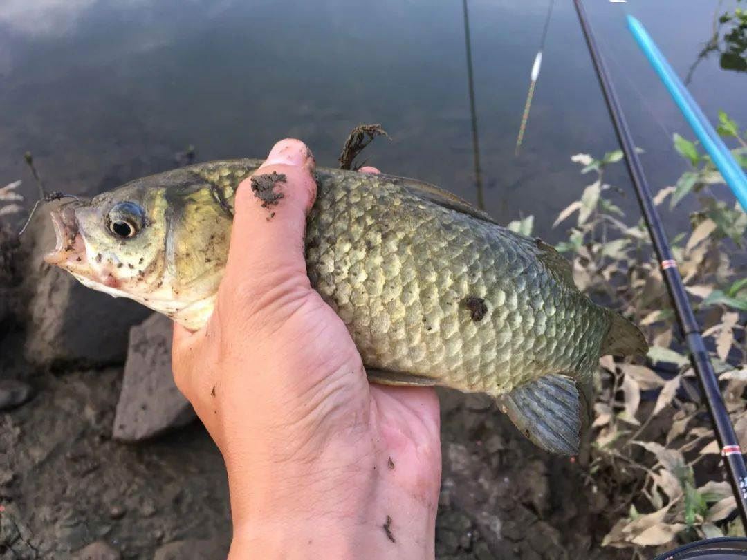 釣鯽魚打窩用什么_釣鯽魚打窩用什么效果最好_釣鯽魚用什么打窩