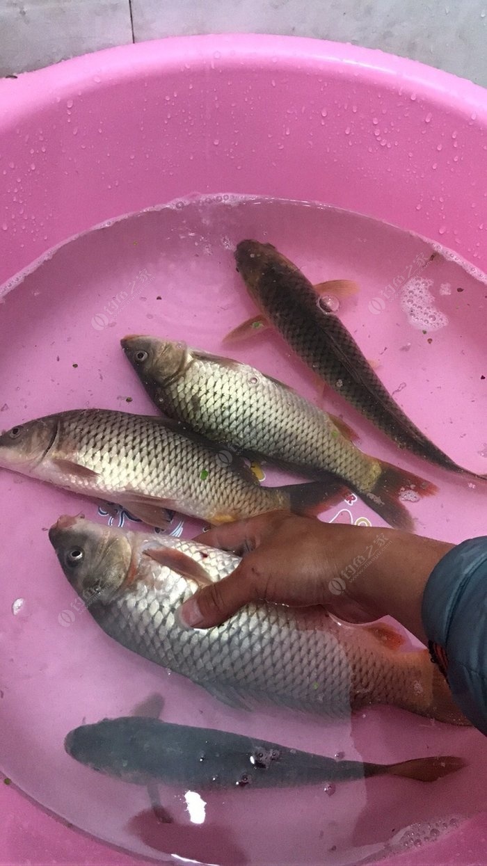 釣鯽魚打窩用什么效果最好_釣鯽魚打窩用什么_釣鯽魚用什么打窩