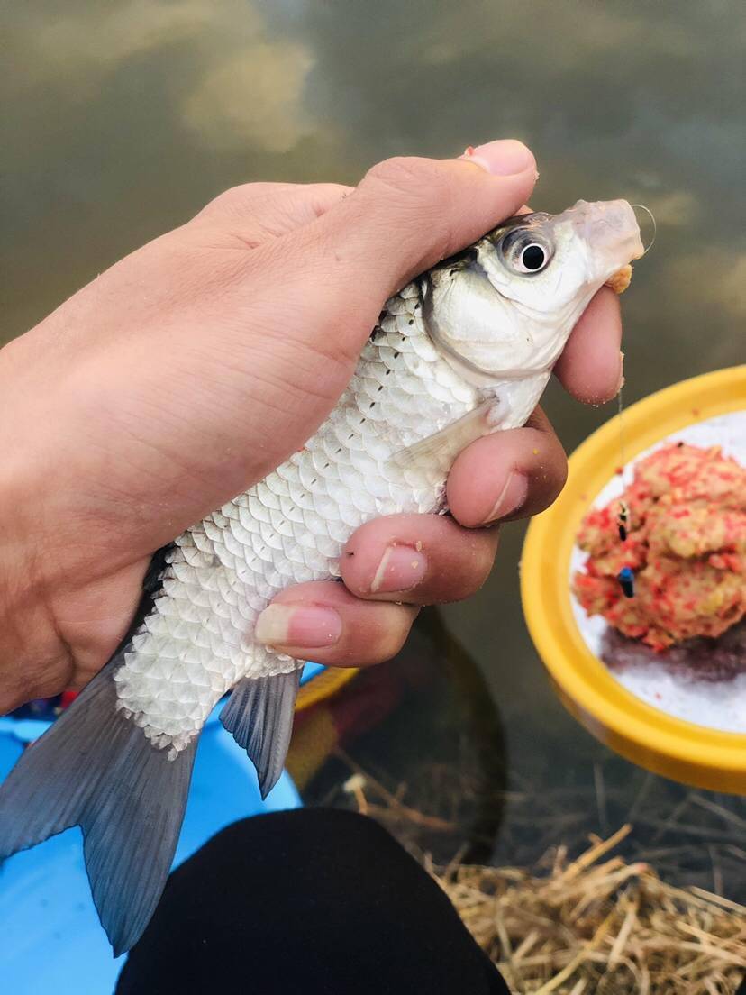 釣鯽魚打窩用什么效果最好_釣鯽魚用什么打窩_釣鯽魚打窩用什么