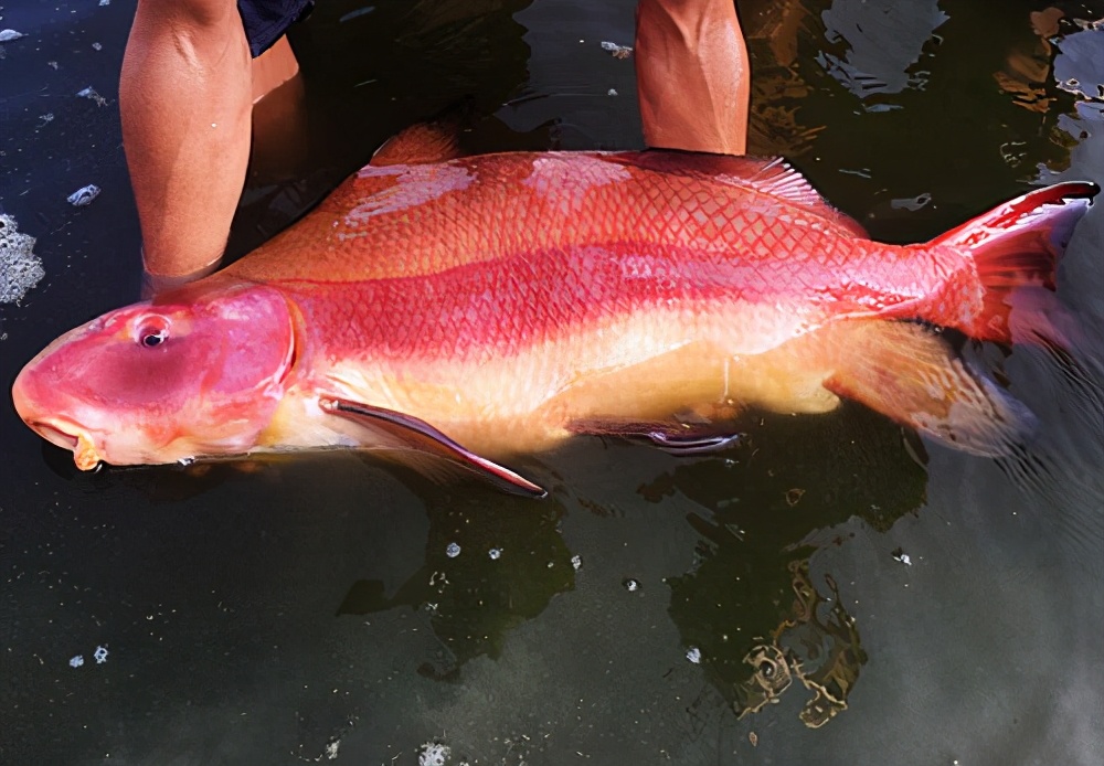 長江刀魚和錢塘江刀魚_長江刀魚多少錢一斤_長江刀魚多錢