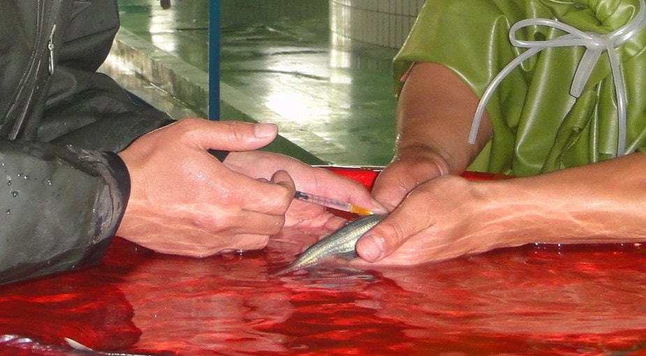 長江刀魚多錢_長江刀魚多少錢一斤_長江刀魚和錢塘江刀魚