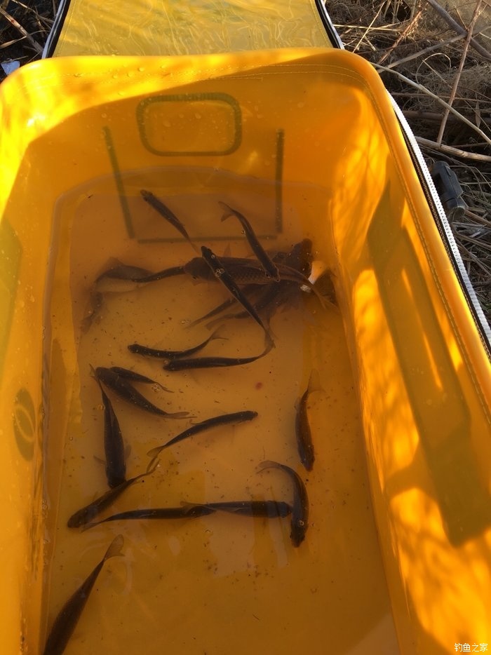 水庫釣魚怎么打窩誘魚_釣魚水庫誘魚打窩技巧_水庫野釣打窩