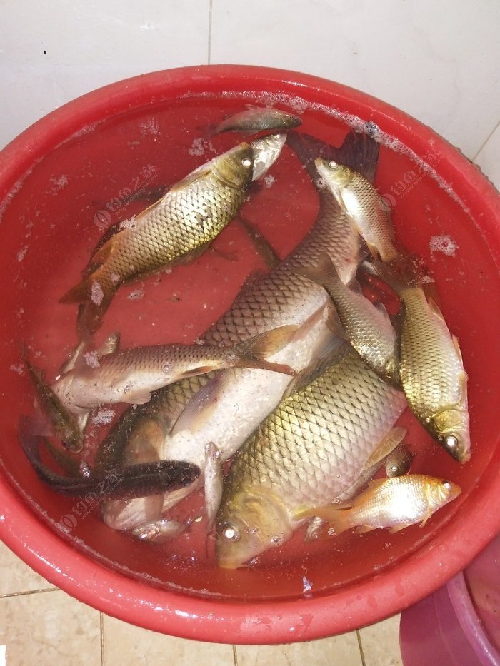 釣魚水庫誘魚打窩視頻_釣魚水庫誘魚打窩技巧_水庫釣魚怎么打窩誘魚