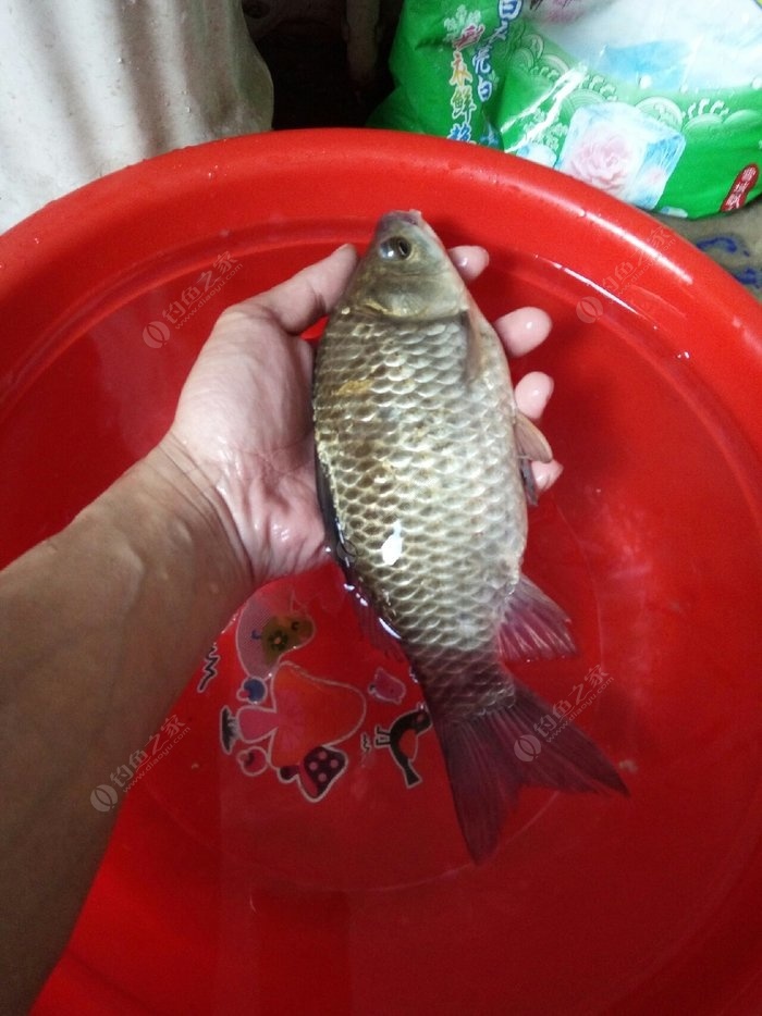 釣魚水庫誘魚打窩視頻_水庫釣魚怎么打窩誘魚_釣魚水庫誘魚打窩技巧