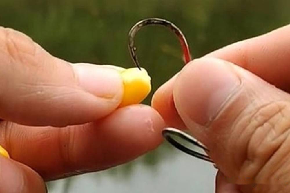釣草魚的料怎么配_釣草魚配方絕密_釣草魚配方絕密