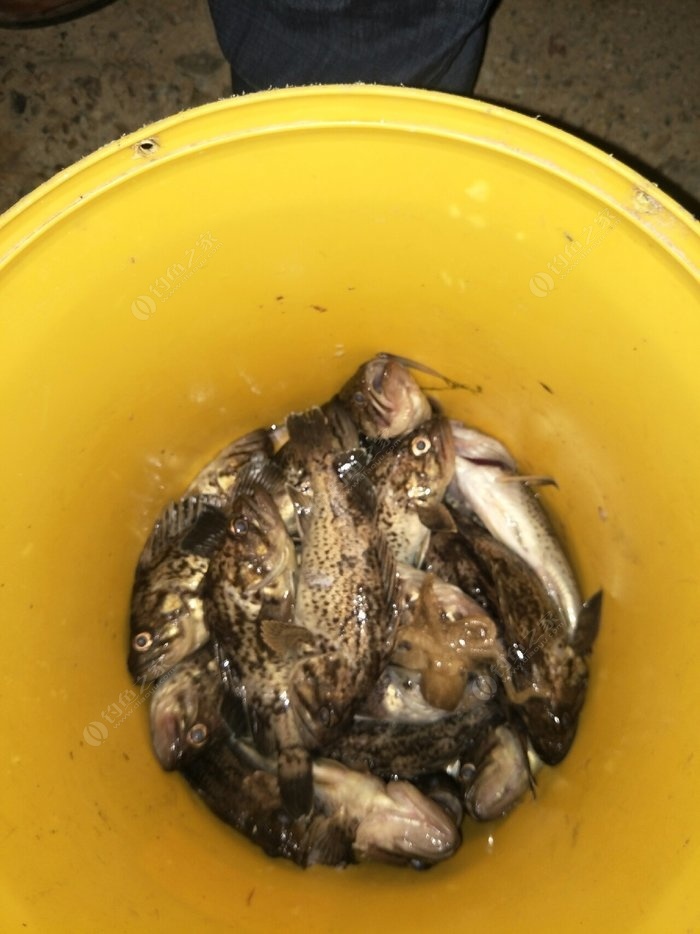 三本先生釣大黑魚視頻_三本先生最新釣黑魚_釣魚的先生
