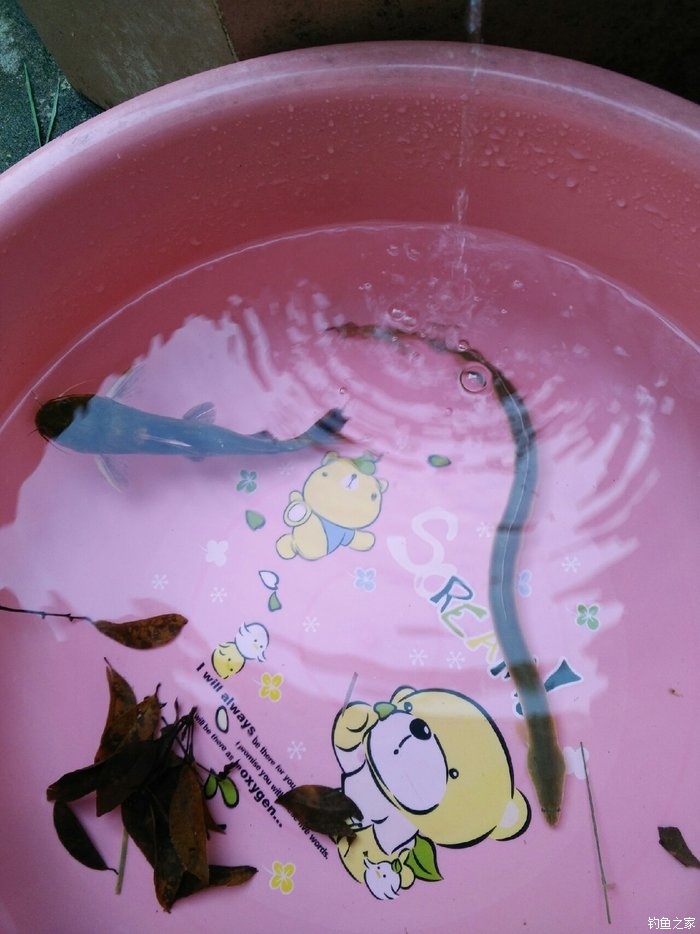 魚餌秘方十三香_香味魚餌_秘制魚餌配方