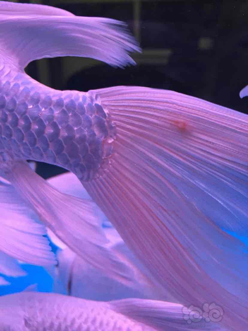 鯉魚錦鯉_錦鯉螺_暹羅鯉魚和錦鯉
