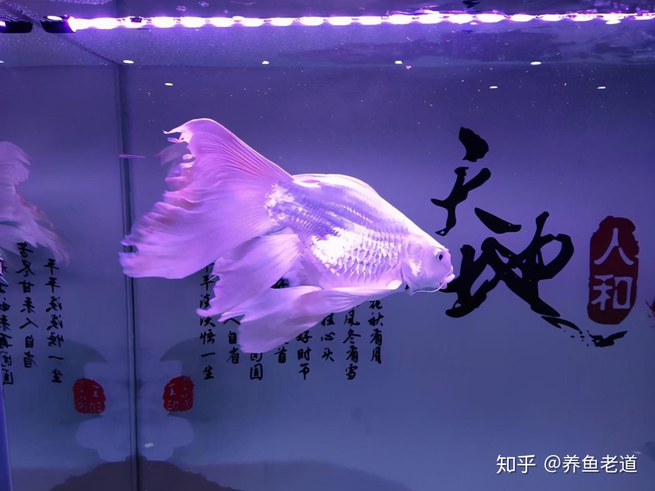 暹羅鯉魚和錦鯉_錦鯉螺_鯉魚錦鯉