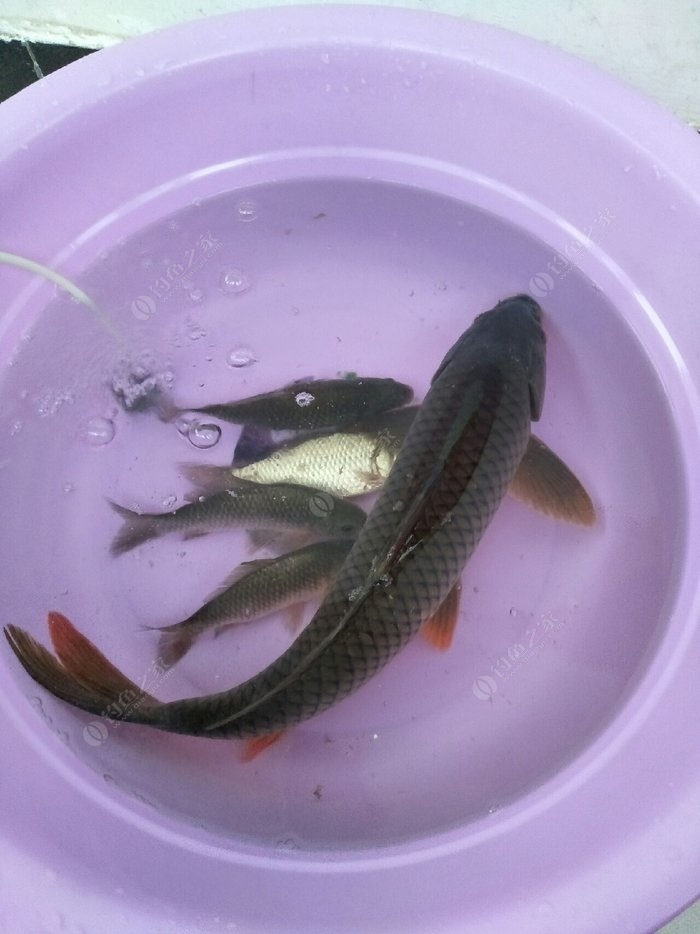 錦鯉螺_暹羅鯉魚和錦鯉_鯉魚錦鯉