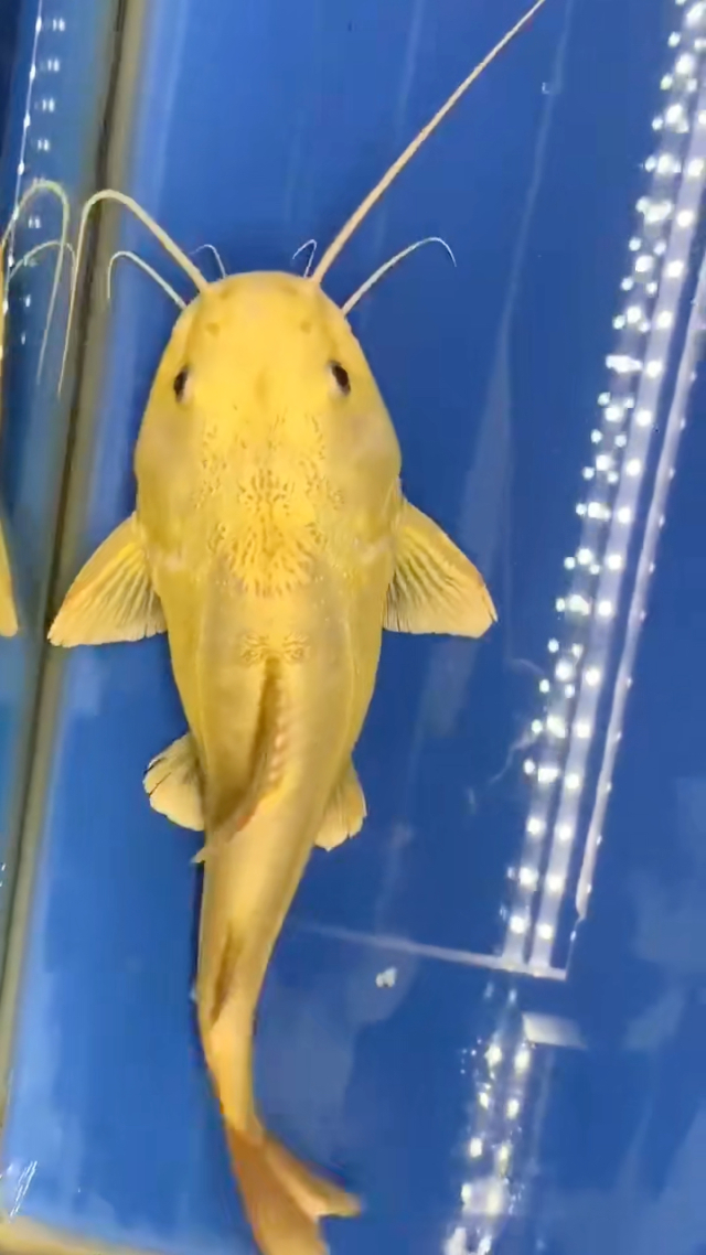 招財貓魚_招財貓魚圖片_招財貓魚能長多大