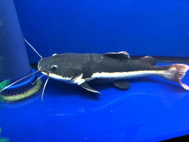 招財貓魚能長多大_招財貓魚為什么不建議養_招財貓魚