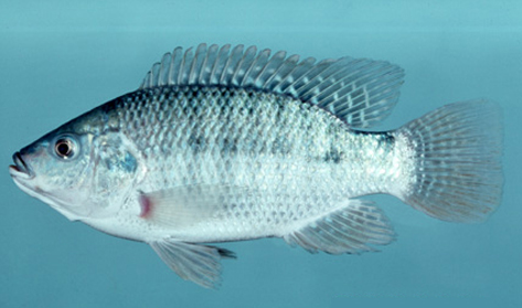羅非魚是哪種魚_羅非魚是什么魚_羅非魚學名