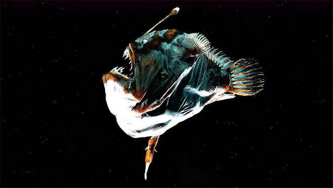黑斑狗魚是什么魚_黑斑魚狗魚是什么魚_黑斑魚狗魚是海魚嗎