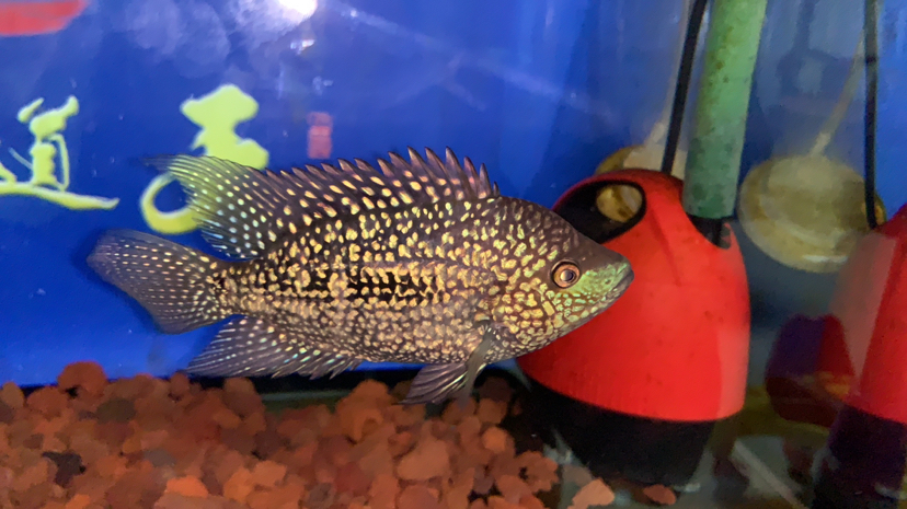 羅漢魚的壽命_羅漢魚壽命短_羅漢魚壽命最長的品種