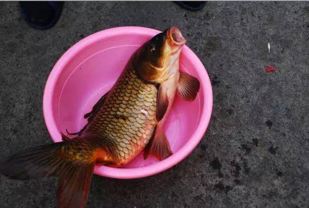 黃河鯉魚跳龍門的傳說_黃河鯉魚跳過龍門后會變成什么_古代傳說黃河鯉魚跳過龍門