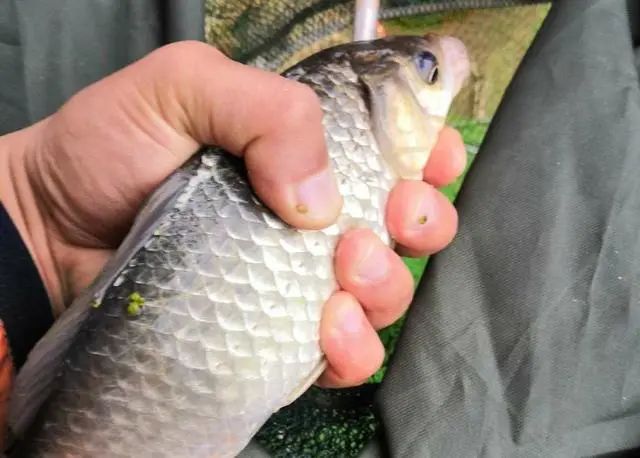 釣鯉魚的口訣有哪些_釣鯉魚口訣表_釣鯉魚絕招