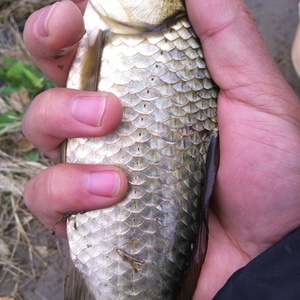 釣鯉魚口訣表_釣鯉魚的口訣有哪些_釣鯉魚絕招